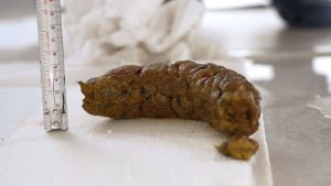 一門会が震えた…驚愕の極太糞「懇願!正座うんこ4」「概念おしっこ4」など新作3本発売!【排泄屋新作】
