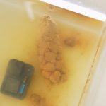 尻からペットボトルサイズの巨糞を出した美女がいたんですよ！　なぁ～にぃぃ～～～！！？　「リッター膀胱コレクション11」「抗えぬ便意」「膀胱観察33」他発売！【排泄屋7月15日新作】